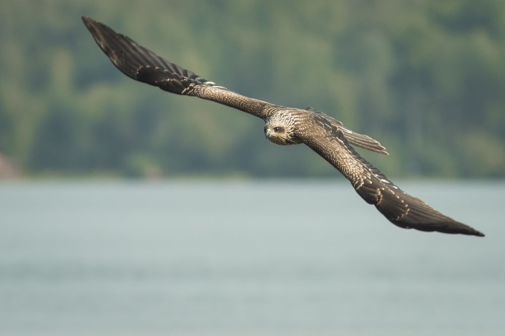 Фотография автора Суслов Дмитрий