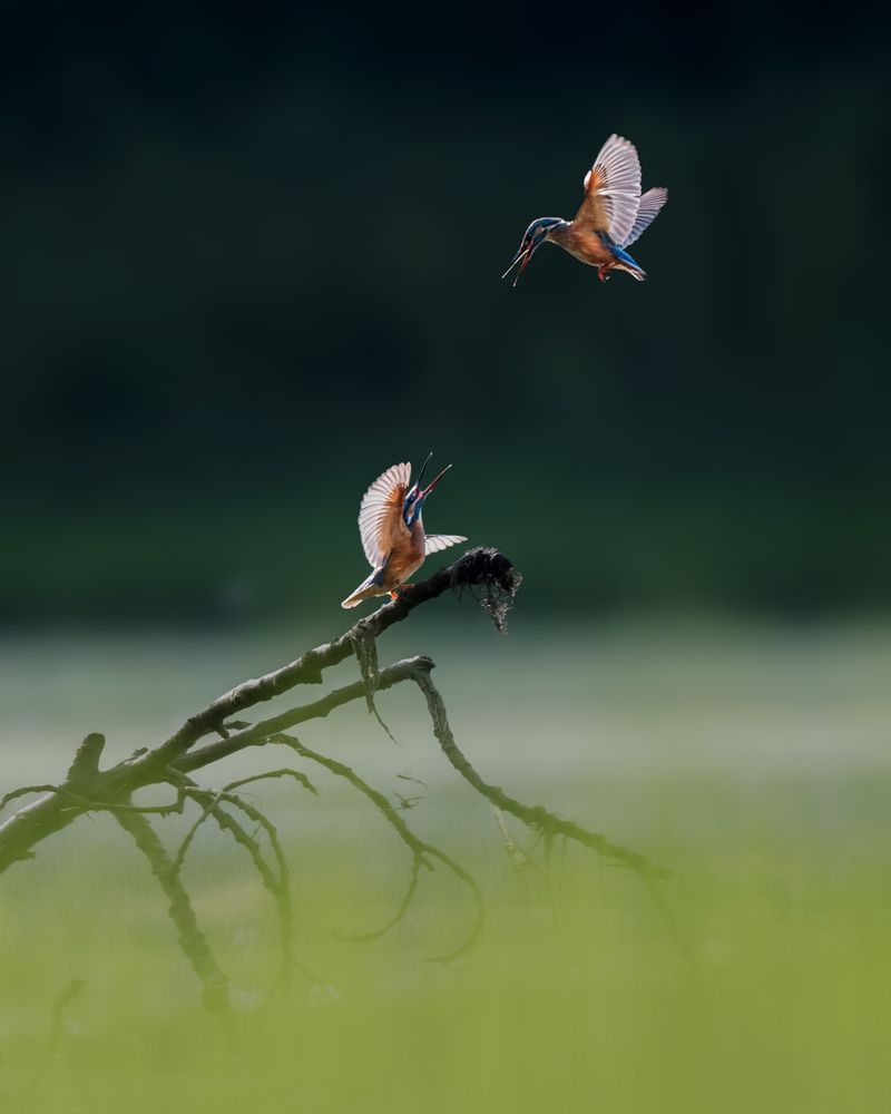 Photograph by Ramprasad Dutta