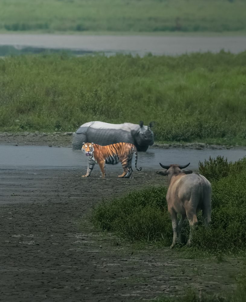 Photograph by Ramprasad Dutta