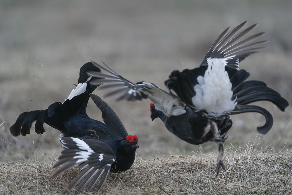 Photograph by Алексей Романов