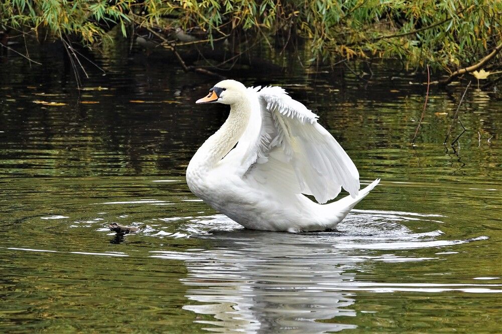 Photograph by jelena konickaja