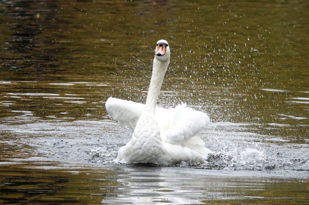 Photograph by jelena konickaja