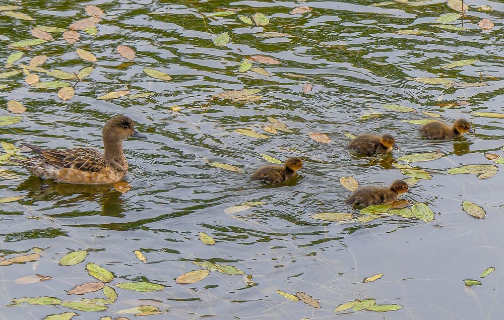 Photograph by Ян Адамсон