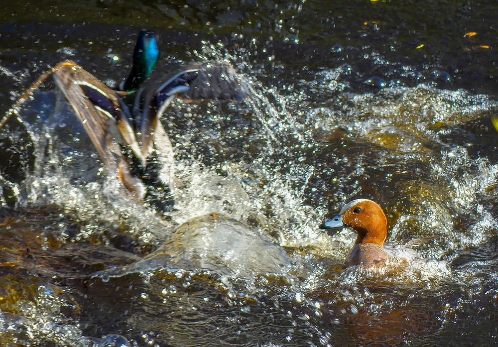 Photograph by Ян Адамсон