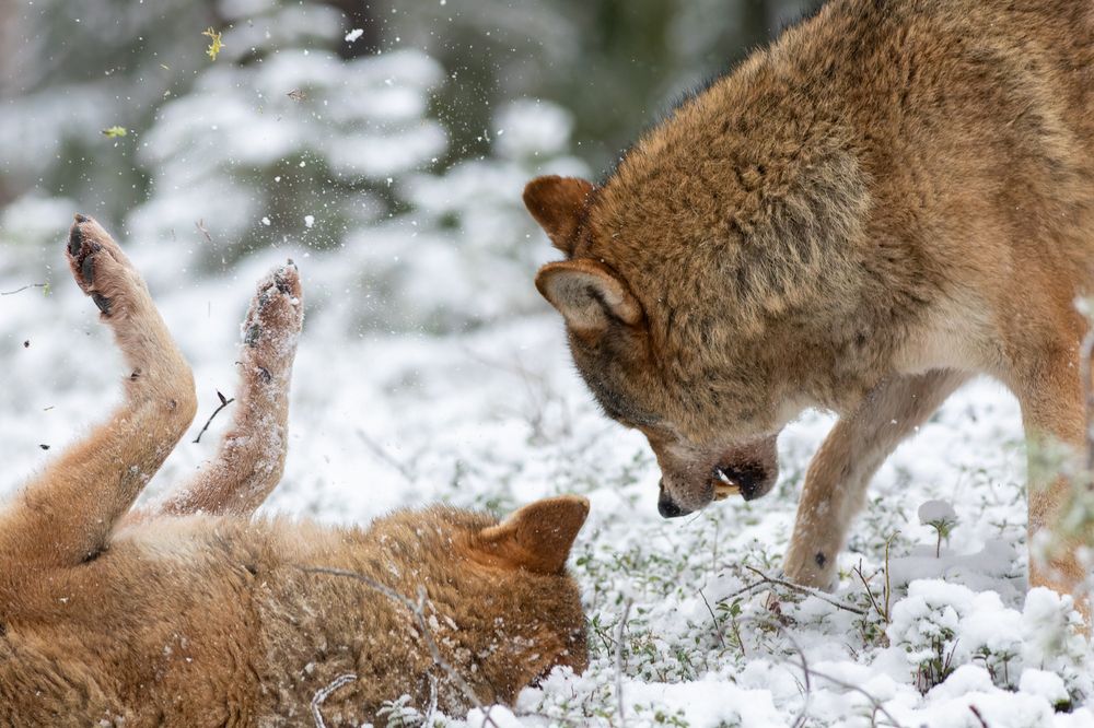 Photograph by Евгения Севрюкова