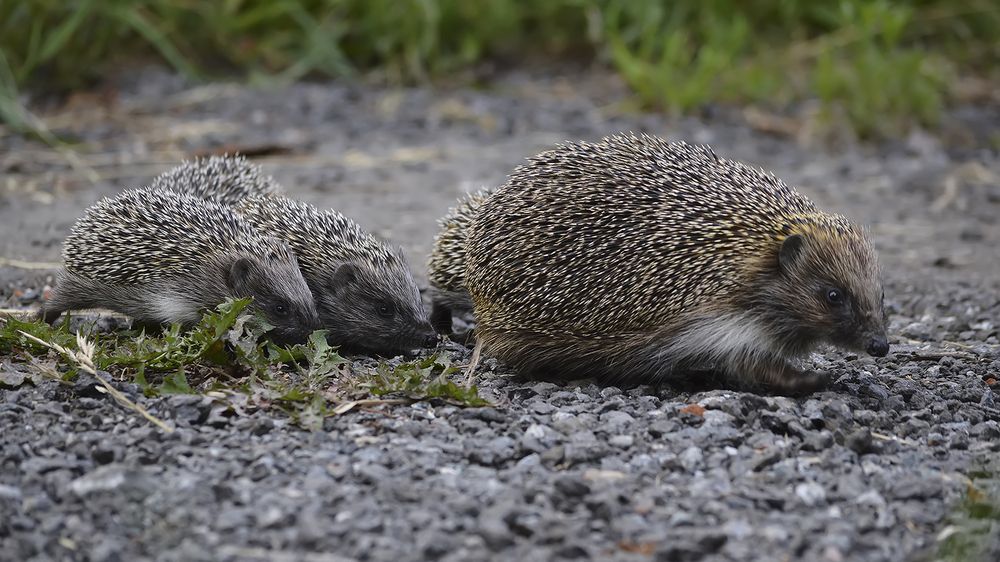 Photograph by Алексей Парамонов