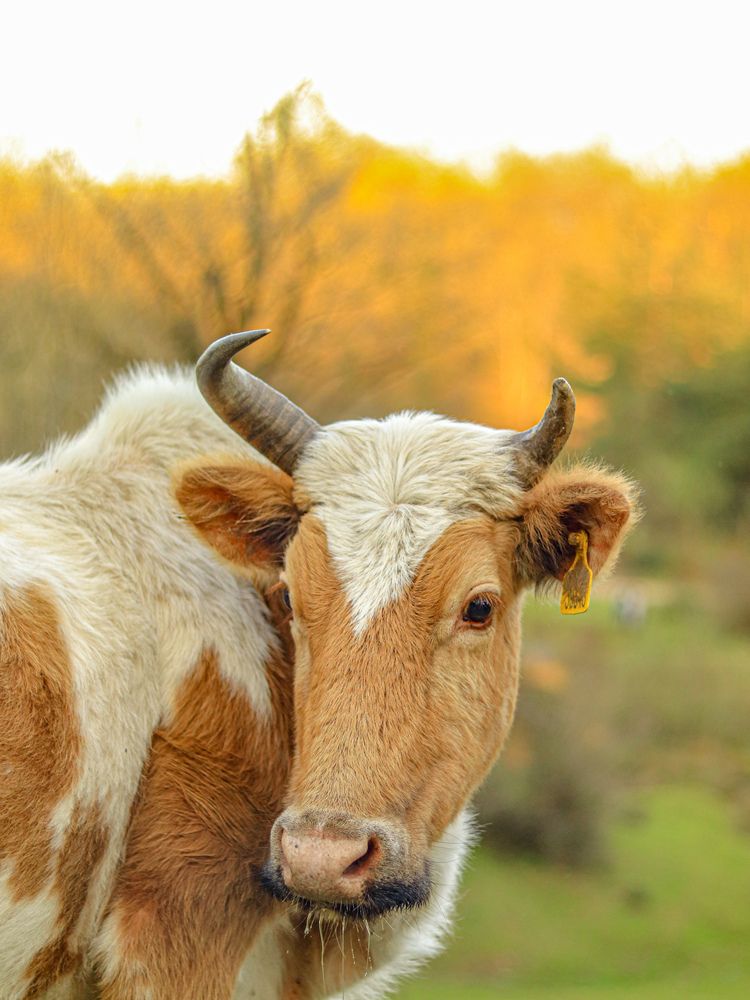 Photograph by Mehrad Mallaei