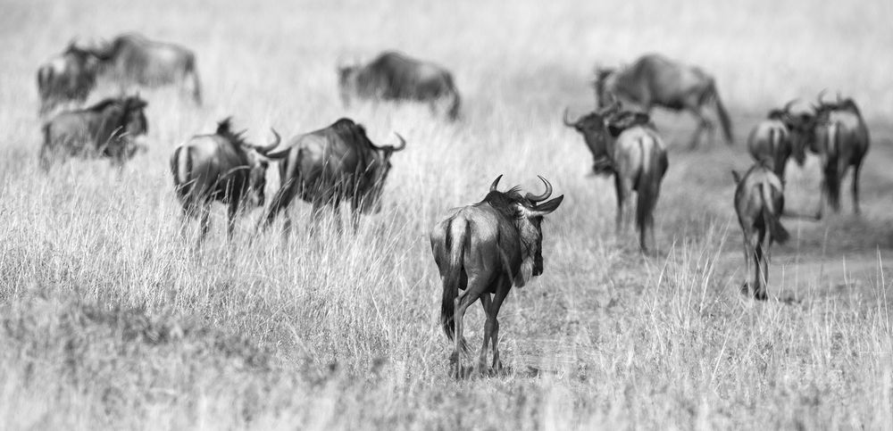 Фотография автора Анатолий Макоедов
