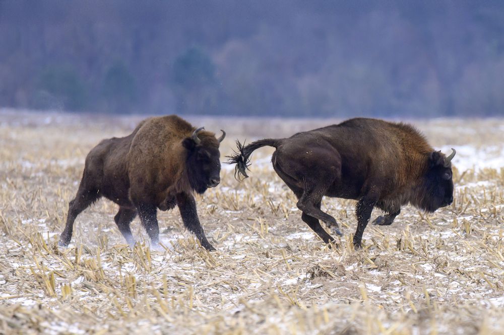 Photograph by Валерия Трейтяк
