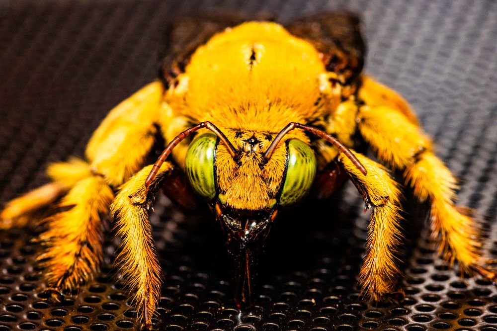 CARPENTER  BEE