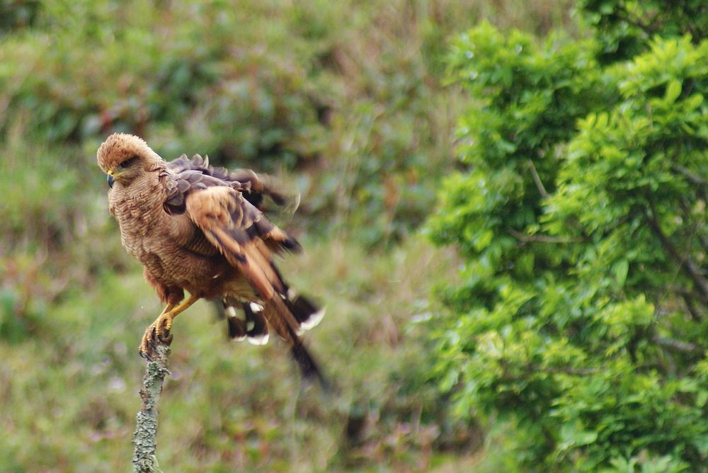 Photograph by Mauricio Brasilli