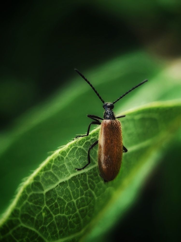 Портрет Мохнатки обыкновенной
