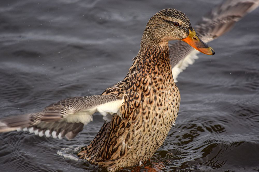 Фотография автора Оксана Льдинина