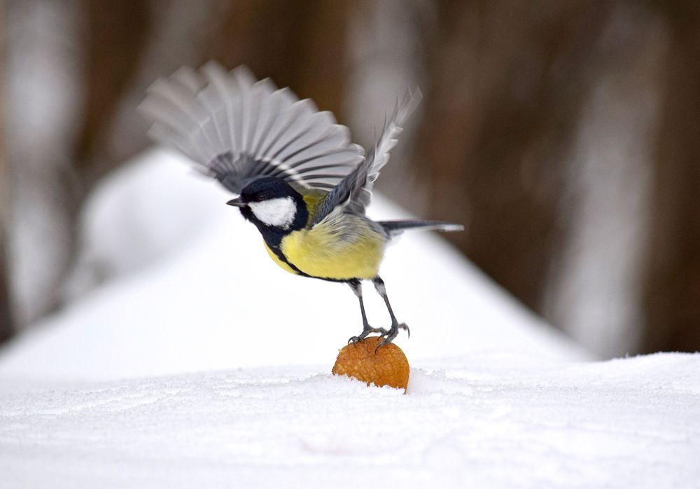 Фотография автора Оксана Льдинина