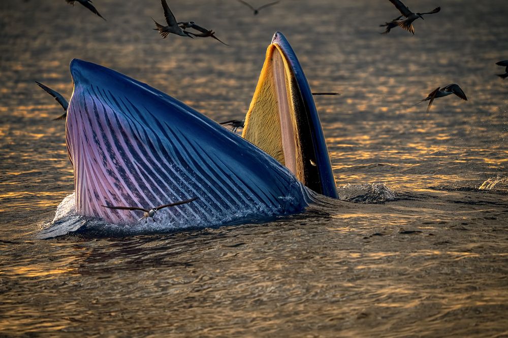 Photograph by thái hòa cao