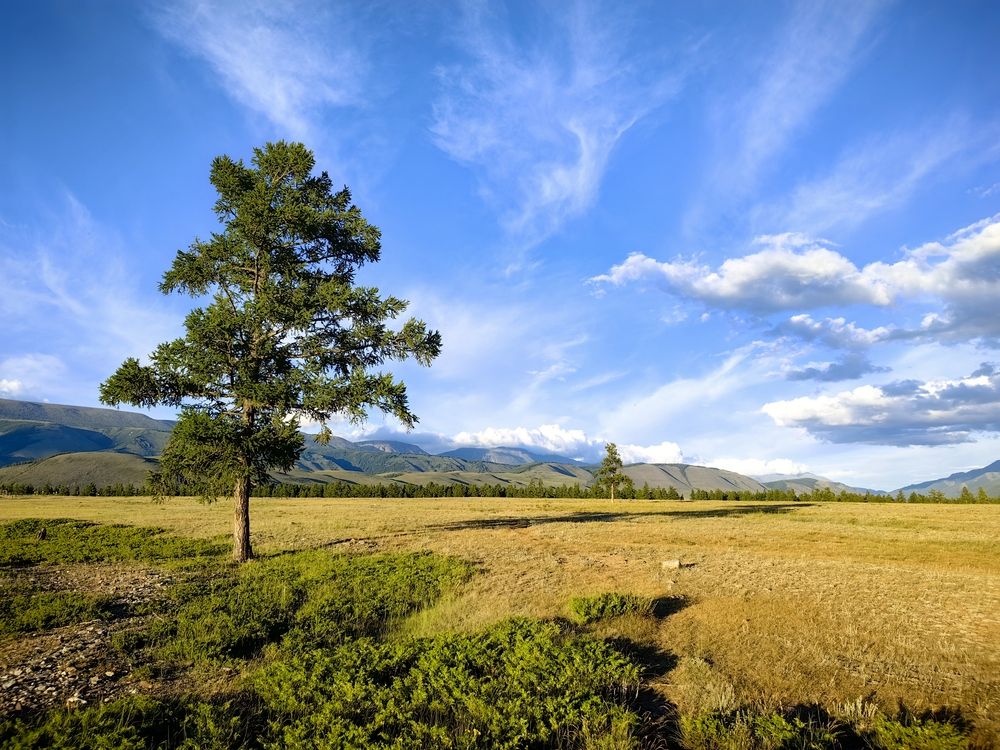 В Курайской степи
