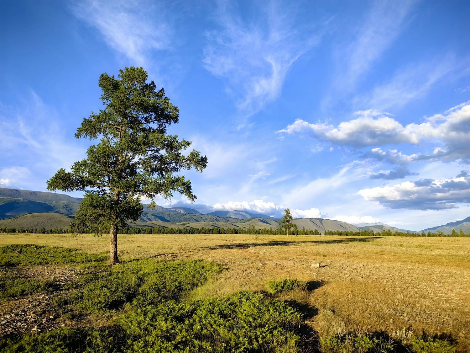 В Курайской степи