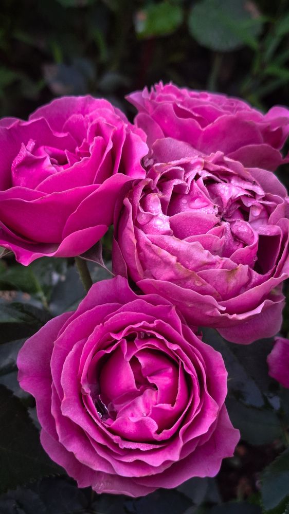 Photograph by Татьяна Кириллова