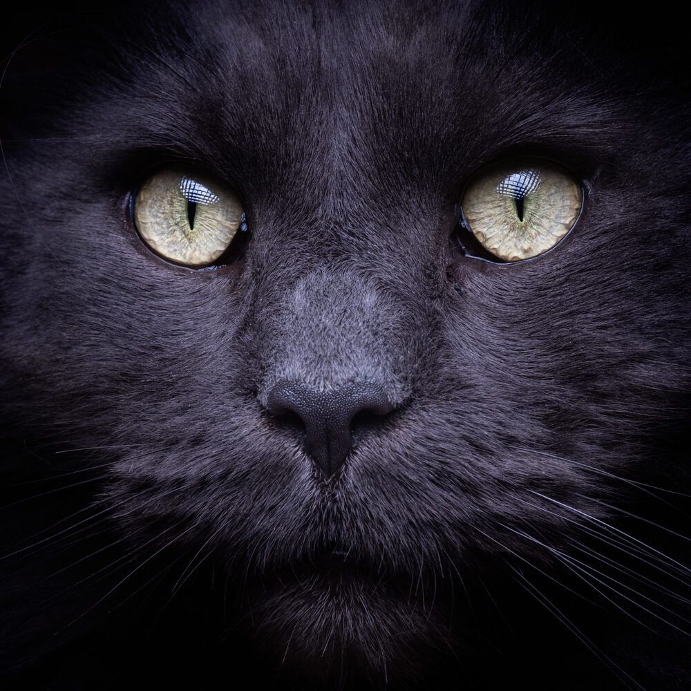 Eye Contact