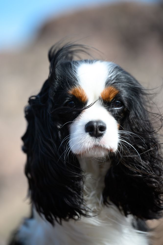 Photograph by Дмитрий Шелковой