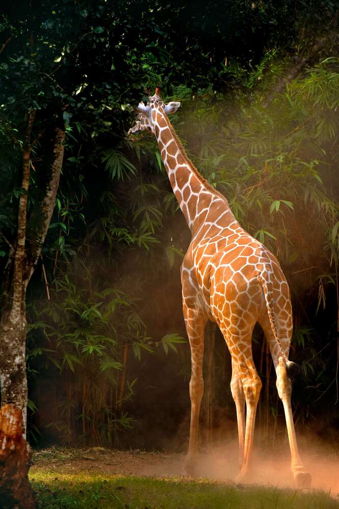 Photograph by shashiranjan prakash