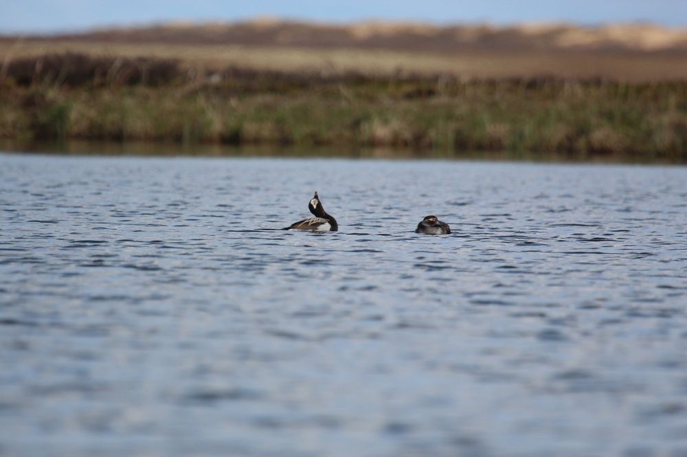 Long-tailed duck