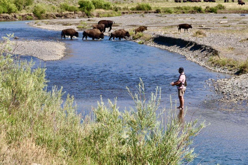 Bison are not a hindrance
