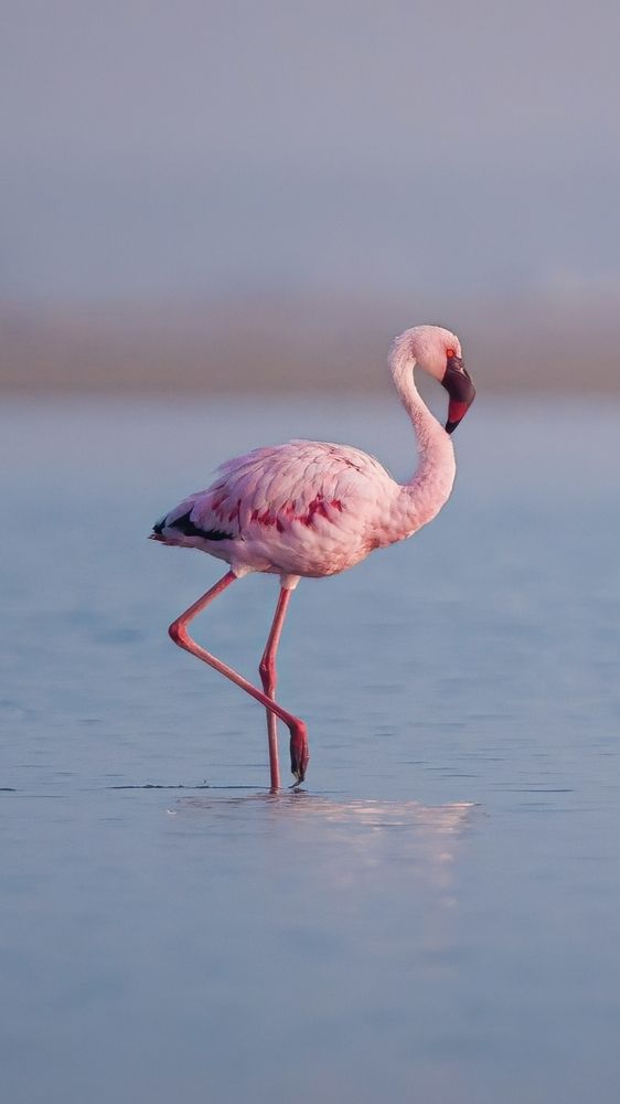 Photograph by Nirwan Malviya