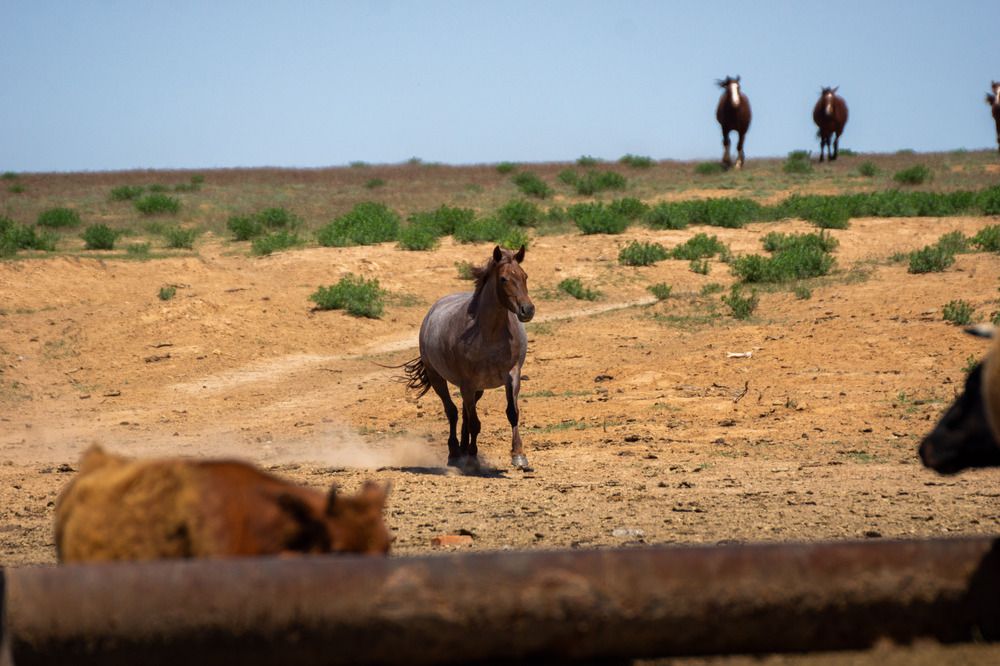 Фотография автора Тамара Нижельская