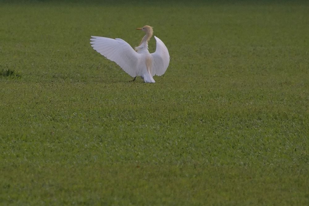 Photograph by Sudhakaran Kookiri