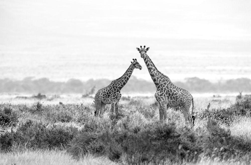 Фотография автора Анатолий Макоедов