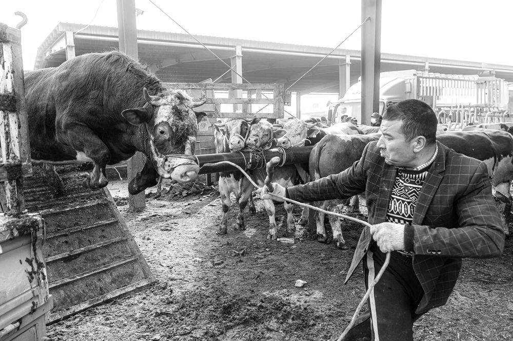Kashgar animal market