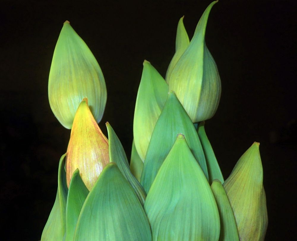 Macro buds