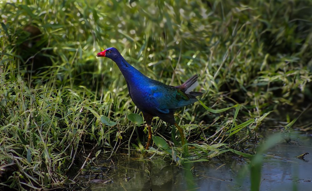 The Purple Gallinule