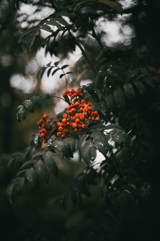 Photograph by Alina Orlova