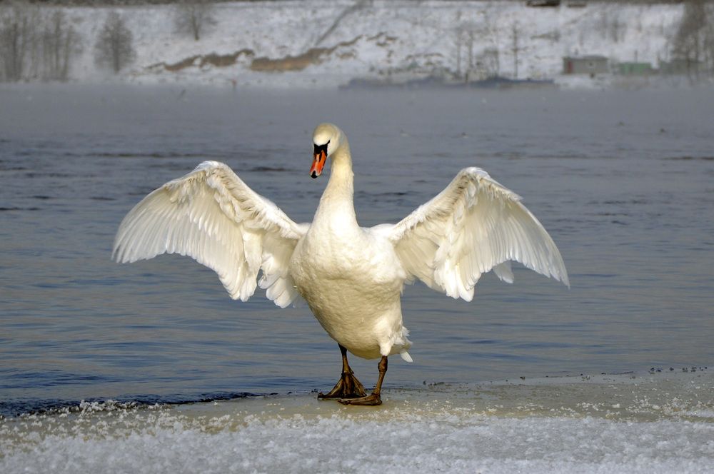 Photograph by Игорь Овсиенко