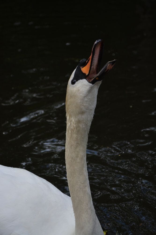 Photograph by Дарья Кирина