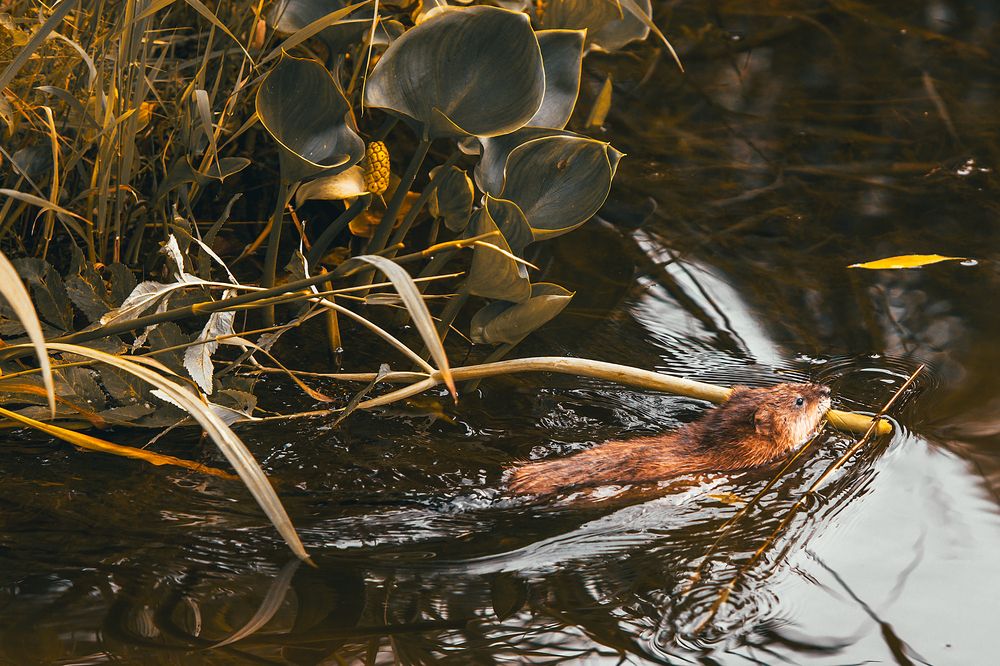 Photograph by Андрей Городецкий