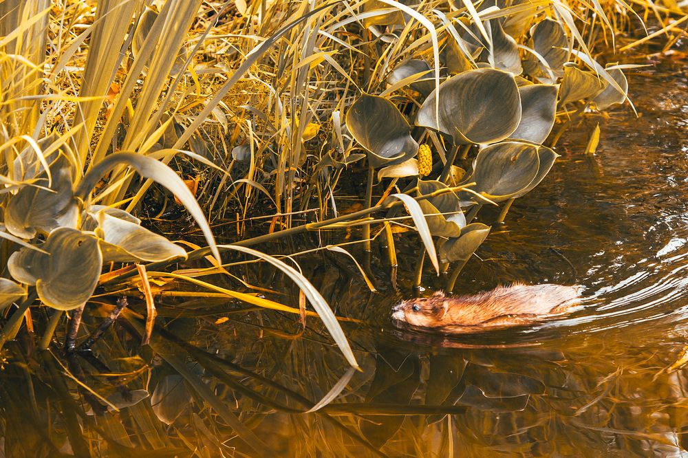 Photograph by Андрей Городецкий