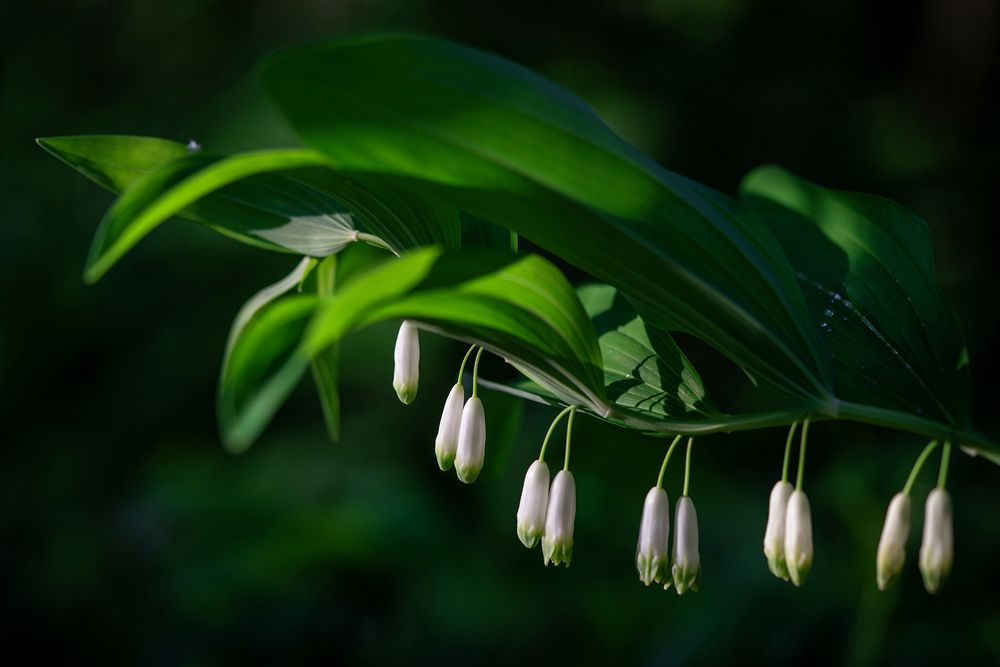 Красавица купена