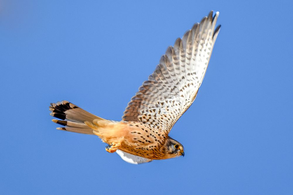 Photograph by Bachir Rabouh