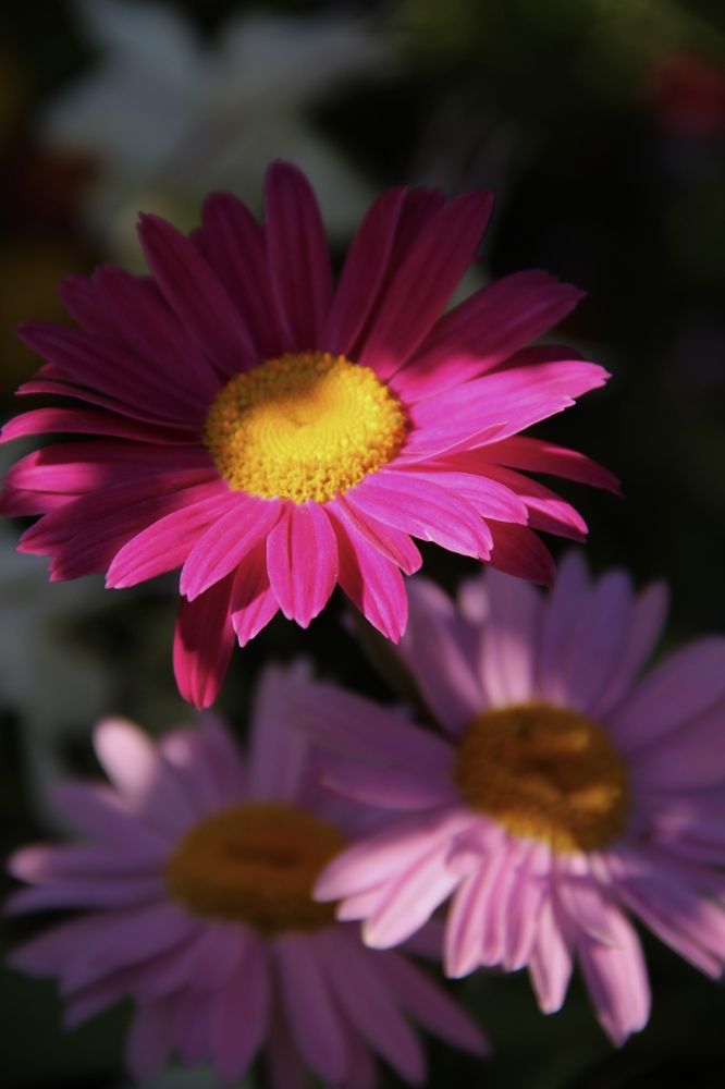 Фотография автора Эльза Завьялова