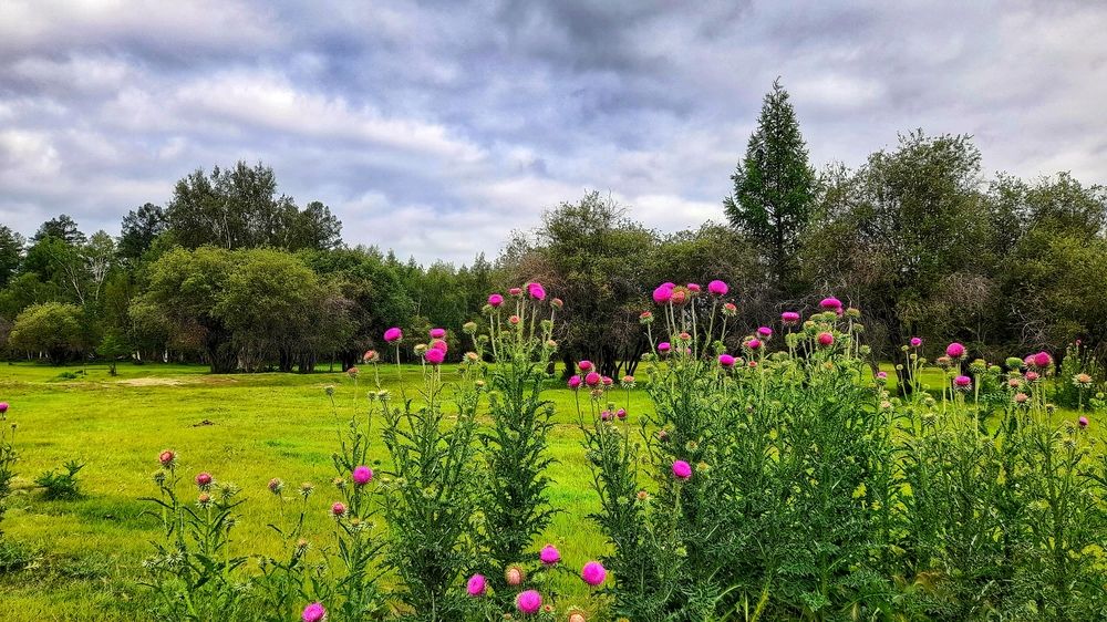 Расторопши.