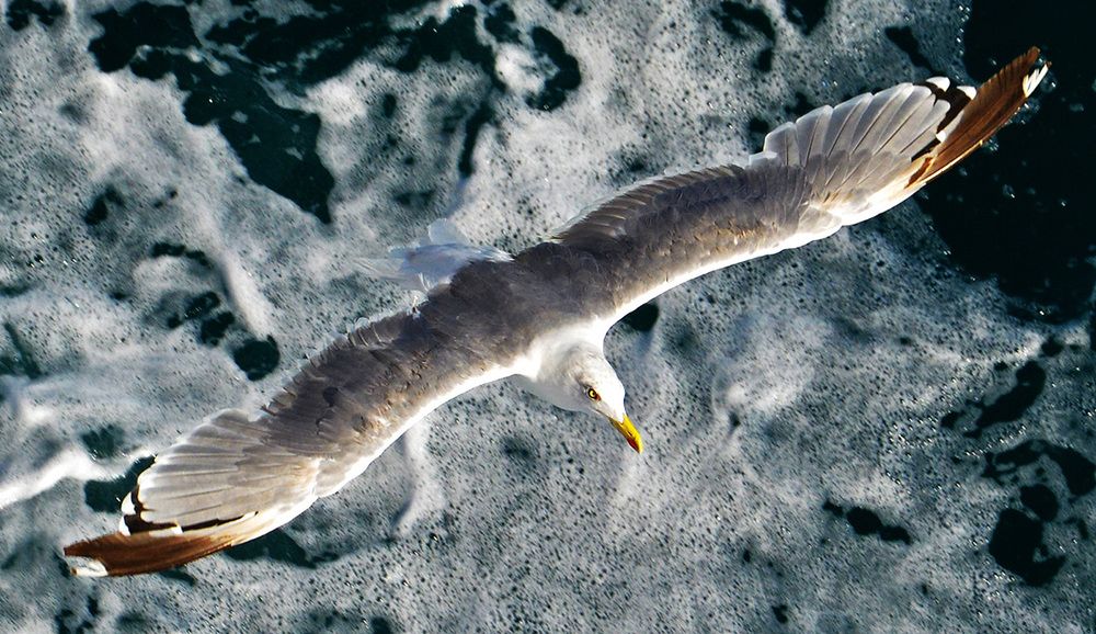 Photograph by Александр Каплан