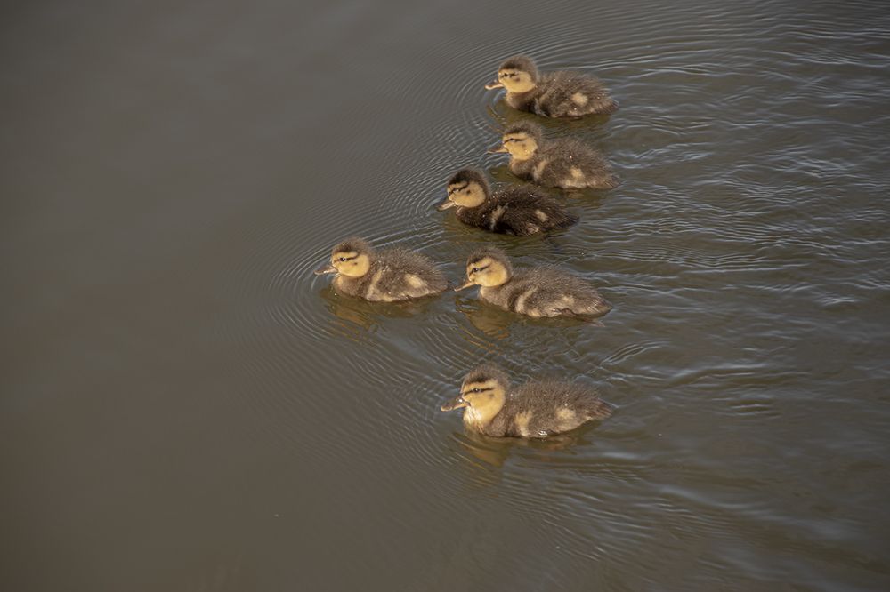 Baby Ducks