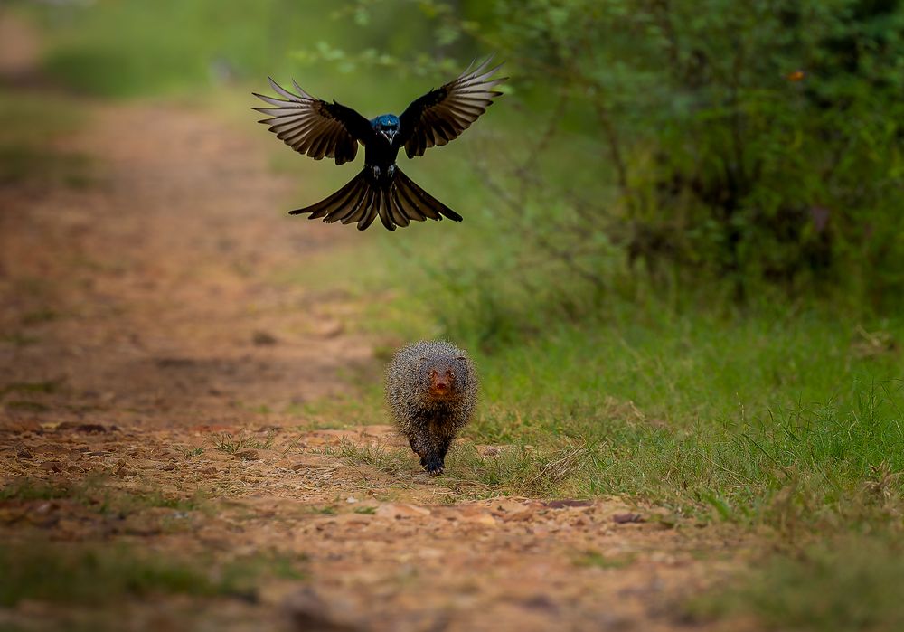 Wild Drama