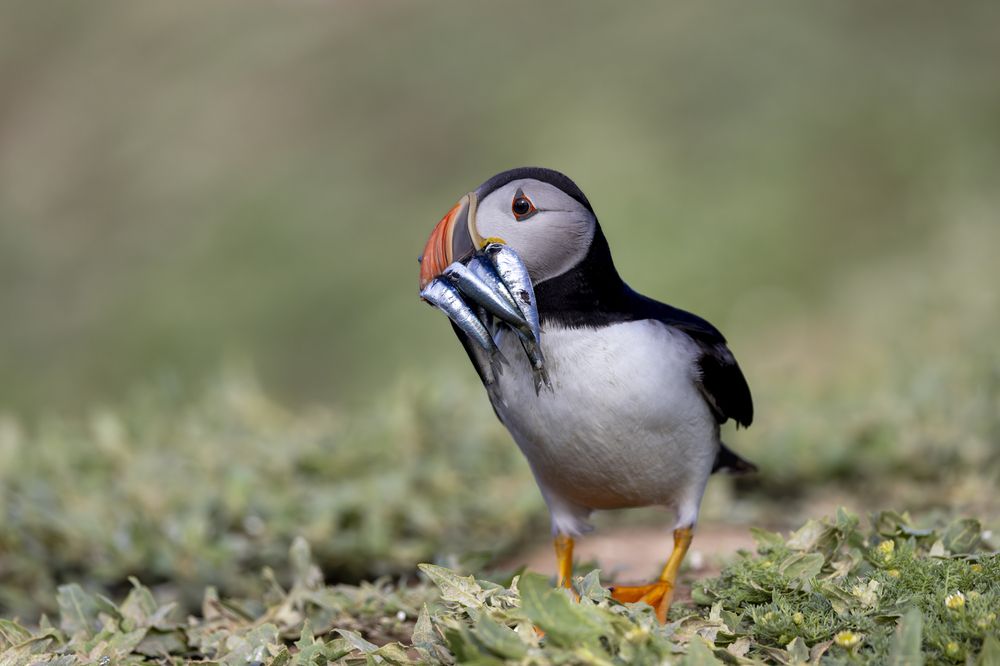 Photograph by Ellen Lichtenheldt