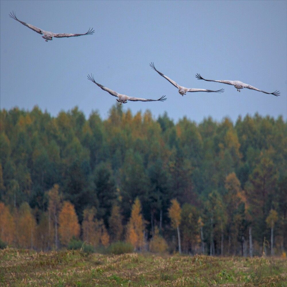 Photograph by Литвинов Александр