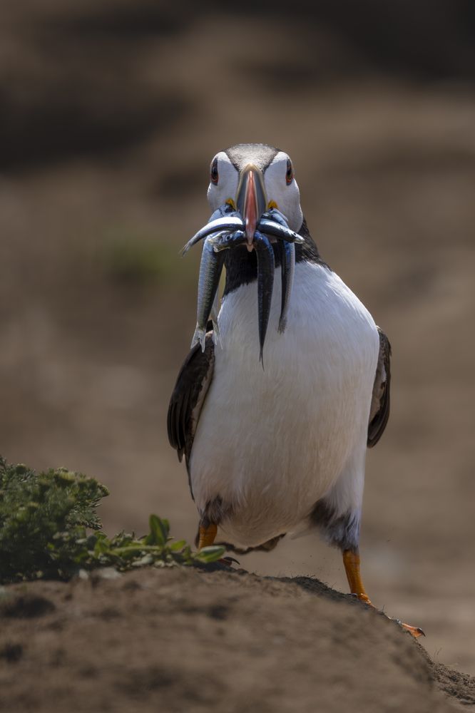 Photograph by Ellen Lichtenheldt
