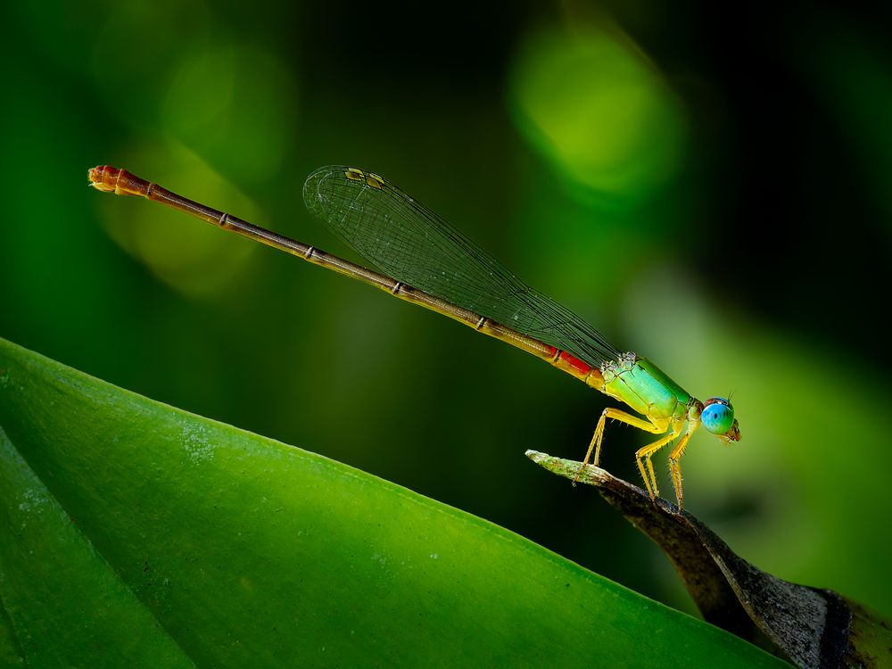 Damselfly resting